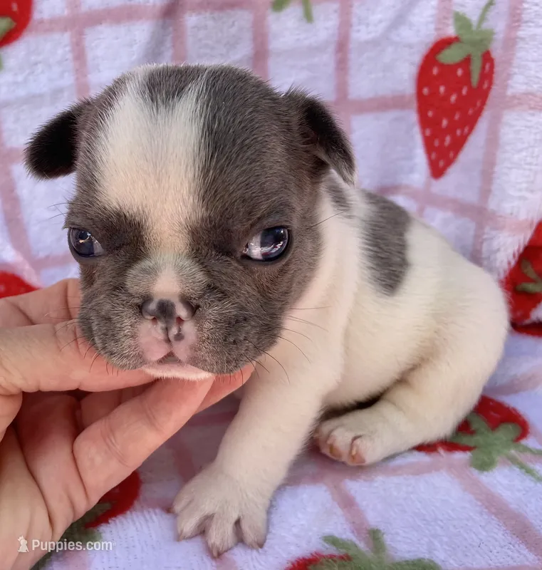 Kaleb – French Bulldog puppy for sale in Dysart, IA