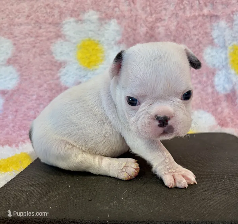 Phyliss- blue pied – French Bulldog puppy for sale in Dysart, IA