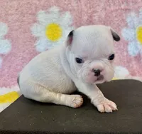 Phyliss- blue pied, a female French Bulldog for sale in Dysart, IA – 1 of 10
