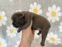 Kozy , a female French Bulldog for sale in Dysart, IA – 8 of 10