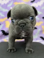 Saylor, a female French Bulldog for sale in Dysart, IA – 4 of 9