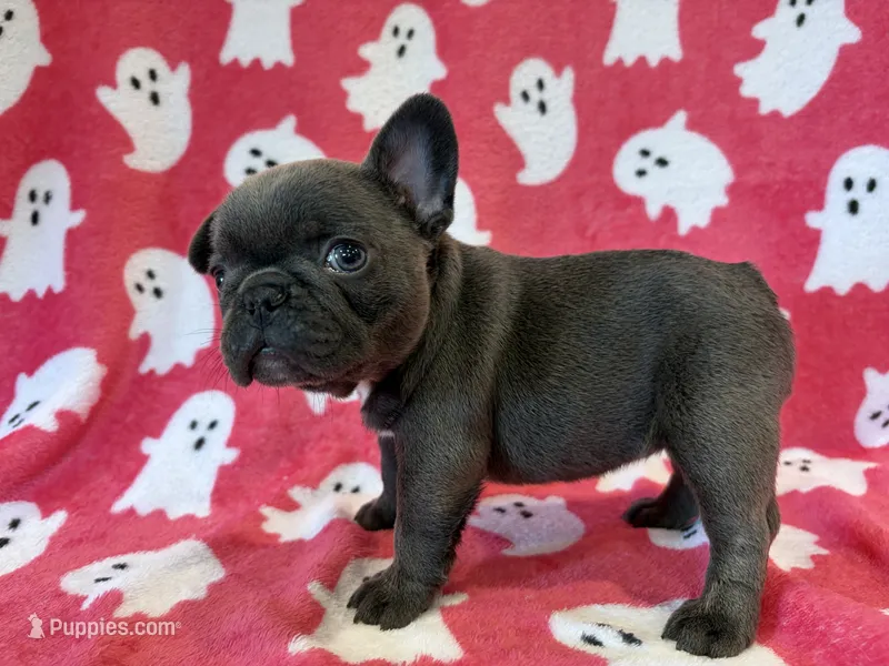 Saylor – French Bulldog puppy for sale in Dysart, IA