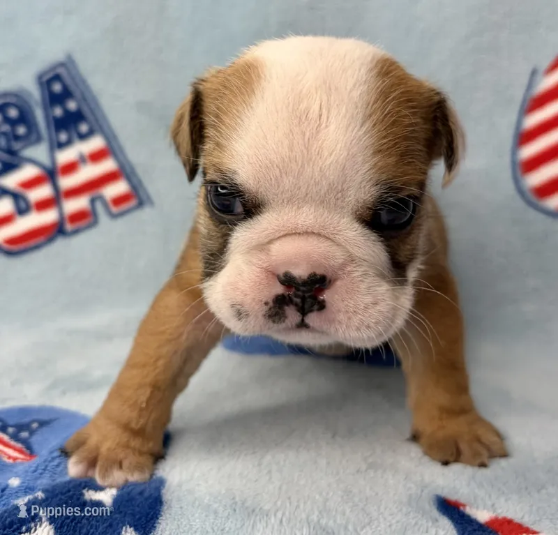 Elise – English Bulldog puppy for sale in Dysart, IA