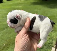 Piglet, a male French Bulldog for sale in Dysart, IA – 2 of 10