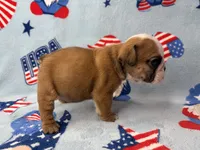 Elise, a female English Bulldog for sale in Dysart, IA – 10 of 10