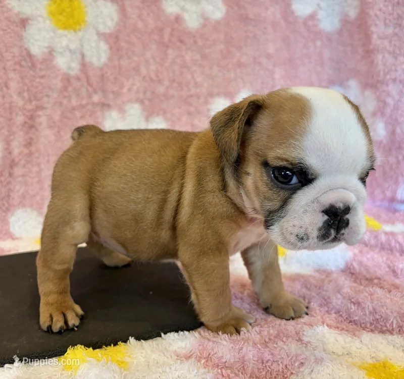 Elise – English Bulldog puppy for sale in Dysart, IA