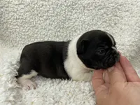 Blair, a female French Bulldog for sale in Dysart, IA – 7 of 10