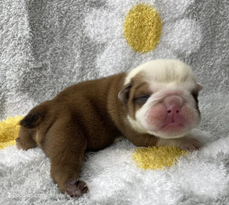 Hickory – English Bulldog puppy for sale in Dysart, IA
