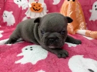 Denver, a male French Bulldog for sale in Dysart, IA – 9 of 10
