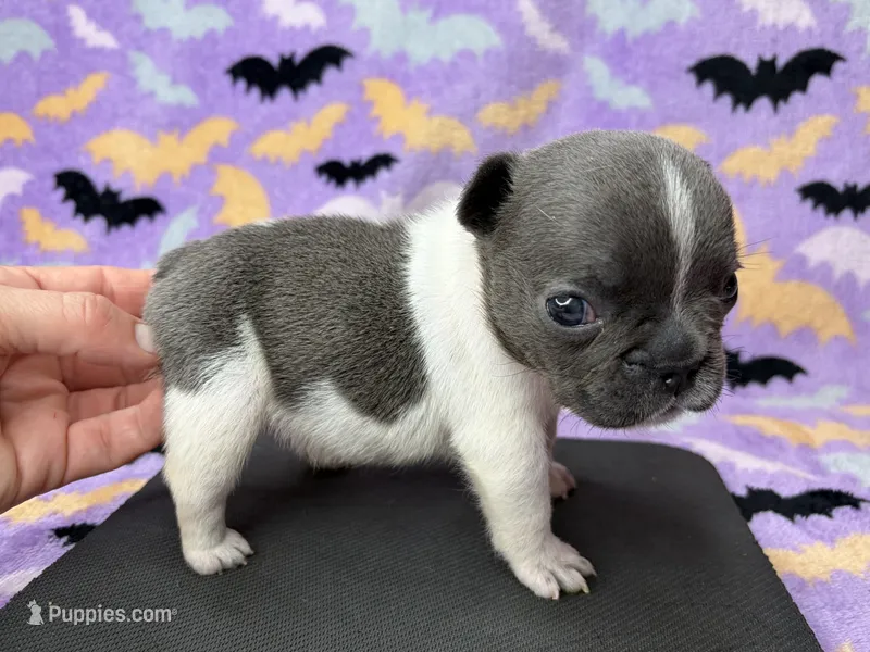 Chime – French Bulldog puppy for sale in Dysart, IA