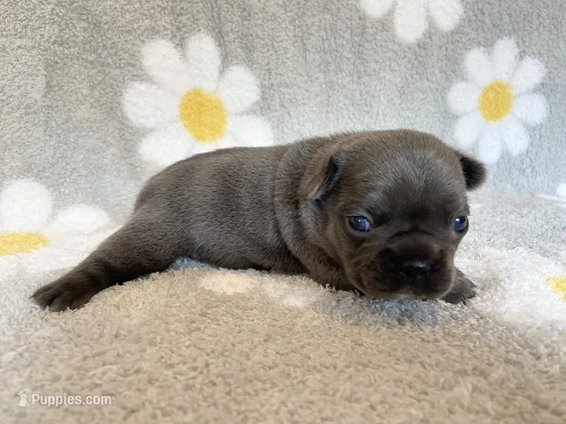 Kozy  – French Bulldog puppy for sale in Dysart, IA