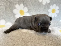 Kozy , a female French Bulldog for sale in Dysart, IA – 1 of 10