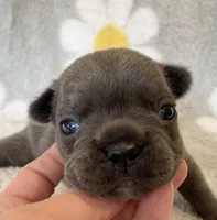 Kozy , a female French Bulldog for sale in Dysart, IA – 4 of 10