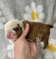 Hickory, a female English Bulldog for sale in Dysart, IA – 5 of 10