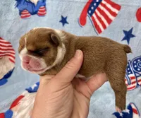 Eli, a male English Bulldog for sale in Dysart, IA – 7 of 10