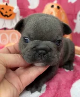 Denver, a male French Bulldog for sale in Dysart, IA – 3 of 10