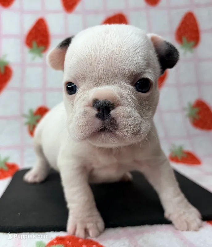 Phyliss- blue pied – French Bulldog puppy for sale in Dysart, IA