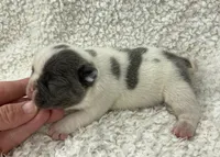 Kaleb, a male French Bulldog for sale in Dysart, IA – 8 of 10