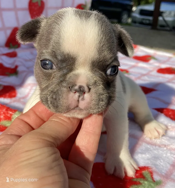 Kaleb – French Bulldog puppy for sale in Dysart, IA