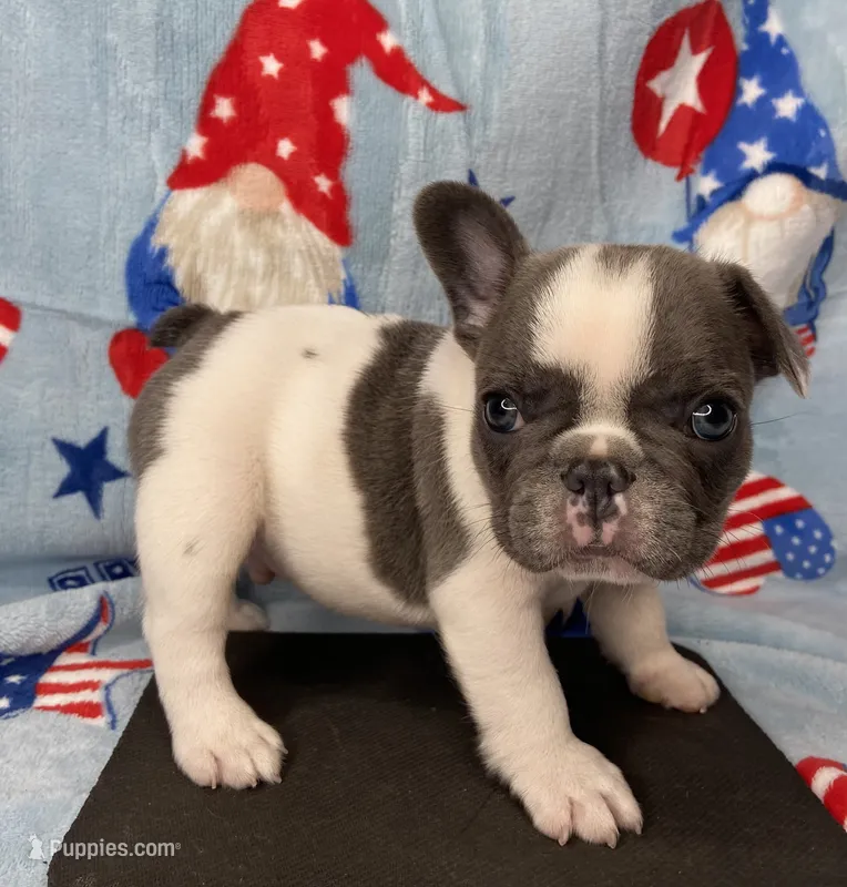 Kaleb – French Bulldog puppy for sale in Dysart, IA