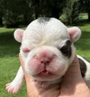 Piglet, a male French Bulldog for sale in Dysart, IA – 1 of 10