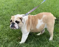 Halsey , a  English Bulldog for sale in Dysart, IA – 3 of 4