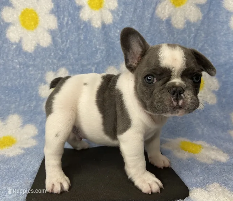 Kaleb – French Bulldog puppy for sale in Dysart, IA