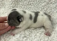 Kaleb, a male French Bulldog for sale in Dysart, IA – 2 of 10