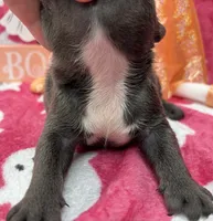 Denver, a male French Bulldog for sale in Dysart, IA – 2 of 10