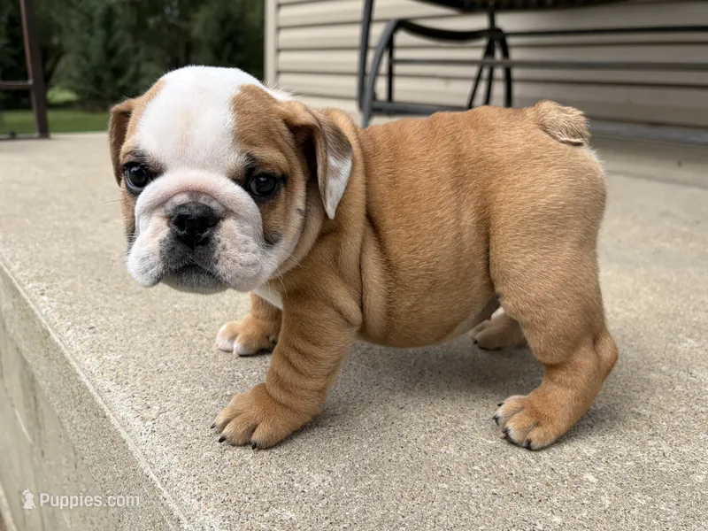 Elise – English Bulldog puppy for sale in Dysart, IA