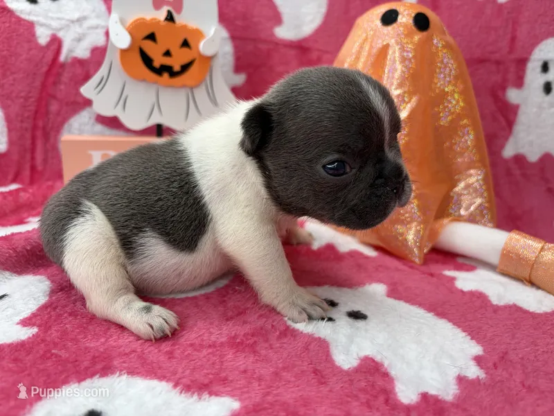 Chime – French Bulldog puppy for sale in Dysart, IA