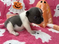 Chime, a female French Bulldog for sale in Dysart, IA – 1 of 9
