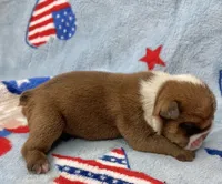 Eli, a male English Bulldog for sale in Dysart, IA – 3 of 10