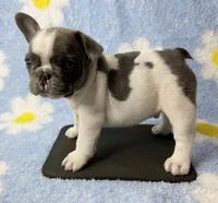 Kaleb, a male French Bulldog for sale in Dysart, IA – 6 of 8