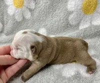 Hefty , a male English Bulldog for sale in Dysart, IA – 2 of 10
