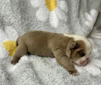Hoover, a male English Bulldog for sale in Dysart, IA – 4 of 8