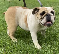 Halsey , a  English Bulldog for sale in Dysart, IA – 2 of 4