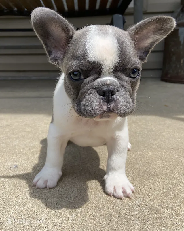 Kaleb – French Bulldog puppy for sale in Dysart, IA