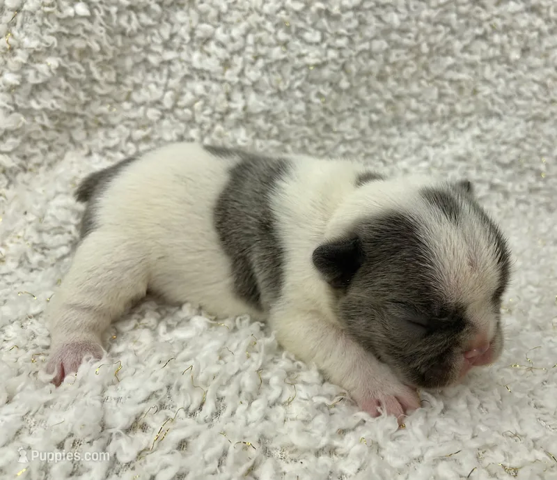 Kaleb – French Bulldog puppy for sale in Dysart, IA