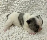 Kaleb, a male French Bulldog for sale in Dysart, IA – 1 of 10