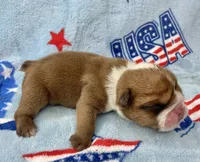Eli, a male English Bulldog for sale in Dysart, IA – 6 of 10