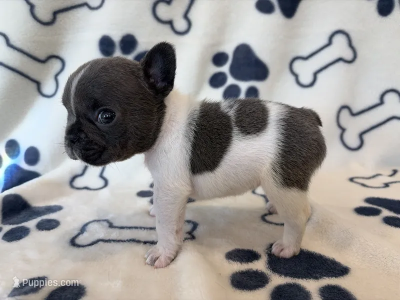 Chime – French Bulldog puppy for sale in Dysart, IA