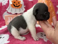 Chime, a female French Bulldog for sale in Dysart, IA – 5 of 9