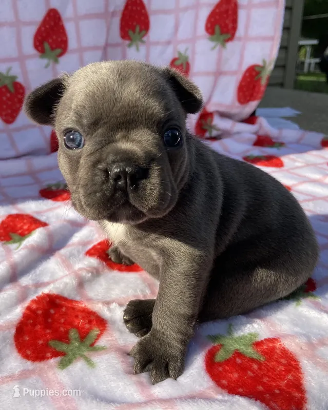 Kozy  – French Bulldog puppy for sale in Dysart, IA