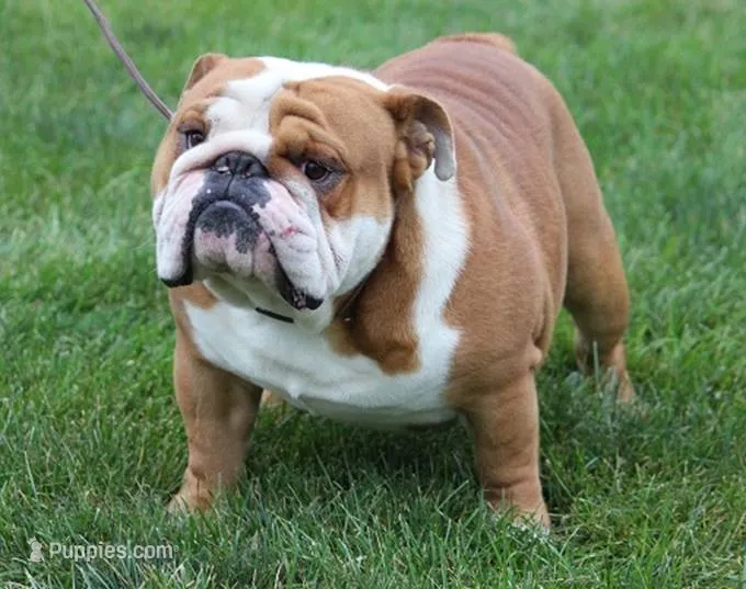 Halsey x Whiskey litter – English Bulldog puppy for sale in Dysart, IA