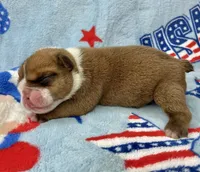 Eli, a male English Bulldog for sale in Dysart, IA – 5 of 10