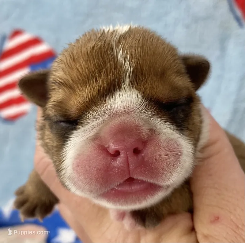 Eli – English Bulldog puppy for sale in Dysart, IA