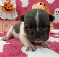 Chime, a female French Bulldog for sale in Dysart, IA – 7 of 9