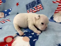 Phyliss, a female French Bulldog for sale in Dysart, IA – 9 of 10