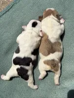 Piglet, a male French Bulldog for sale in Dysart, IA – 8 of 10